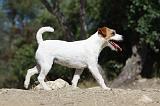 PARSON RUSSEL TERRIER 018